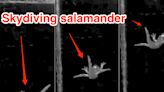 Video shows tree-faring salamander adopting skydiving pose as it falls, a talent that only just became known to science