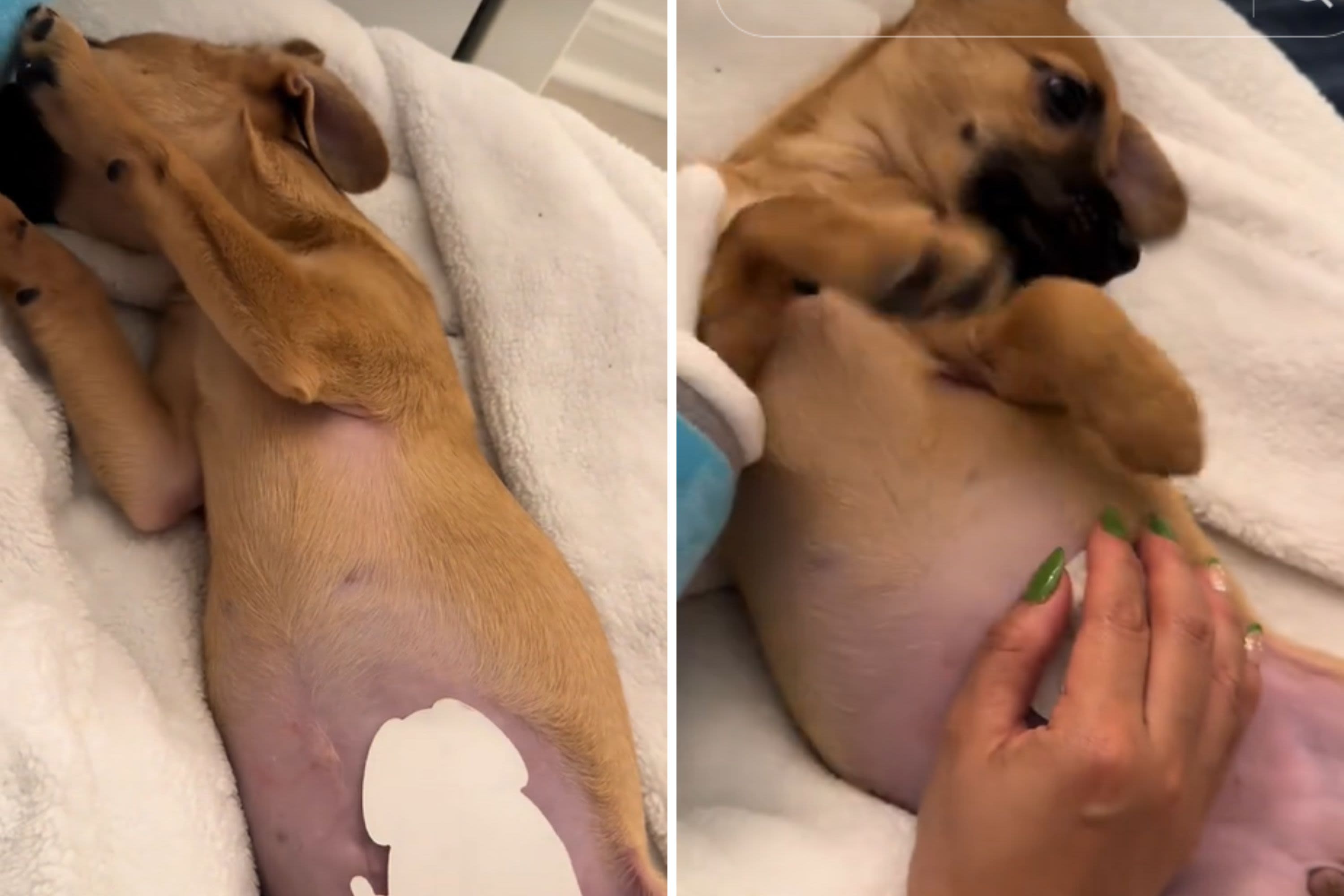 Woman gives foster puppy temporary tattoo—turns him into a "badass"