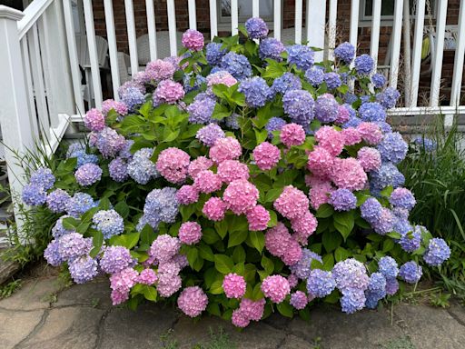 What determines hydrangea colors? Here's why you can have multiple colors on same plant