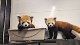 Red pandas are coming to the Lehigh Valley Zoo. Here are the details.