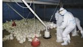 OMS reporta muerte en México del primer caso de gripe aviar H5N2 en el mundo
