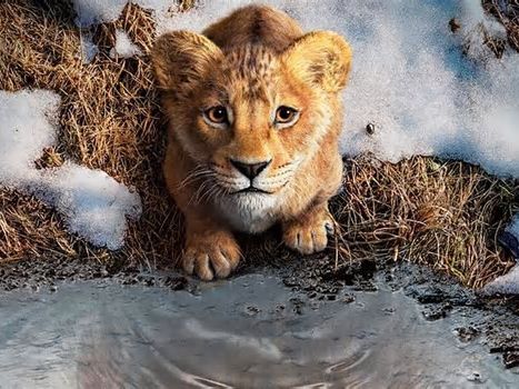 'Mufasa: El rey león': Fecha de estreno, sinopsis, reparto de voces y todo lo que sabemos de la precuela de Disney