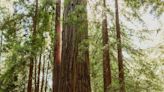 It survived 'Stumptown.' Now an ancient redwood may finally be protected for good