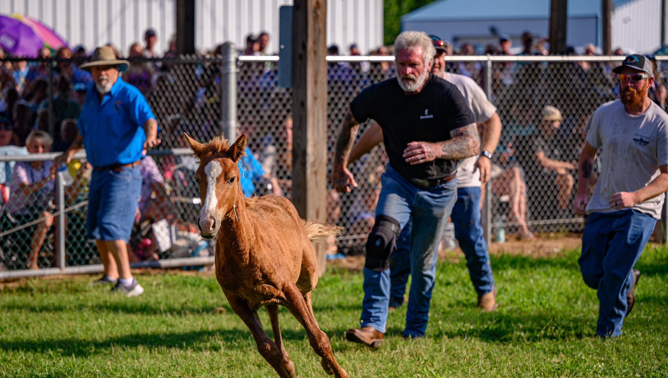 Chincoteague Pony Auction 2024: Watch along live as big dreams come true