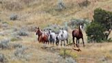 NPS keeps wild horses at Theodore Roosevelt National Park