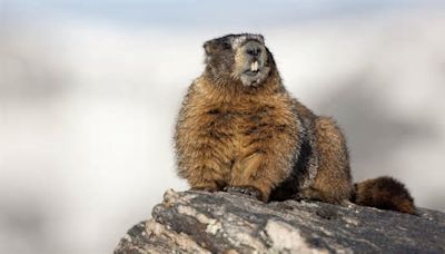 Hiker at Rocky Mountain National Park learns the hard way: don't pet the marmots