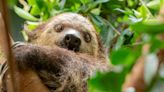 Oregon Zoo welcomes two-toed sloth