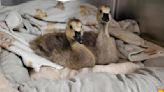 Driver accused of intentionally running over and killing 7 Canada geese in Pennsylvania