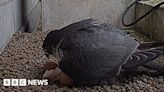 Peregrine falcon egg hatches at University of Leeds