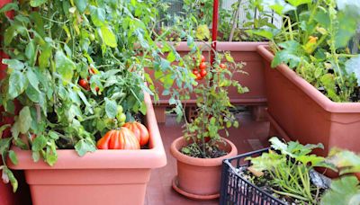 Should You Really Use Coffee Grounds for Tomato Plants? What to Know