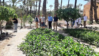 El Hospital General Universitario de Elche pone en marcha un huerto terapéutico para pacientes de Salud Mental