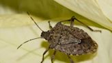 Seeing stink bugs inside your home? Here's how to safely get rid of them