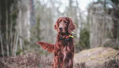 Voici les meilleures races de chiens de chasse