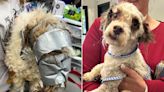 Missing Dog Found with His Face 'Wrapped in Duct Tape' Recovers as Shelter Searches for Answers