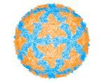 Orthoreovirus