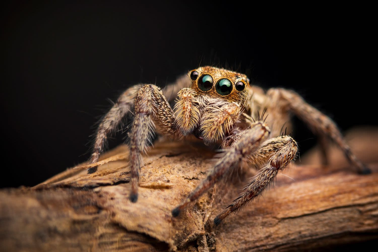 Fla. Woman Charged After Allegedly Drowning Roommate's Pet Spider in Ginger Ale