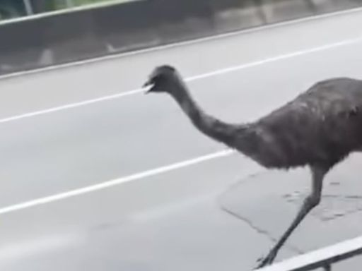 Hong Kong officials continue search for the owner of a runaway emu