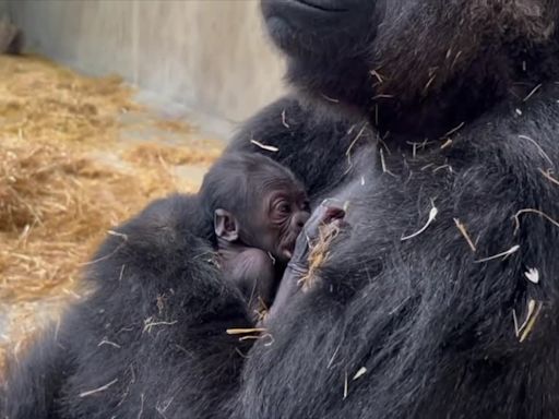 Baby gorilla born at the Detroit Zoo on Thursday, the first gorilla birth in its 96-year history