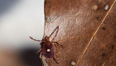 It's tick season: What types live in your area and how to keep them under control