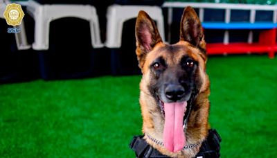 El legado de Ginger: la destacada vida de una perra policía de la Ciudad de México