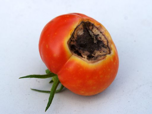 What's wrong with your tomato plants? Here's what to look for.