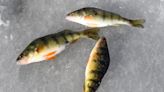 Fishing: Why the decline in Lake Erie perch? There are good and ludicrous opinions