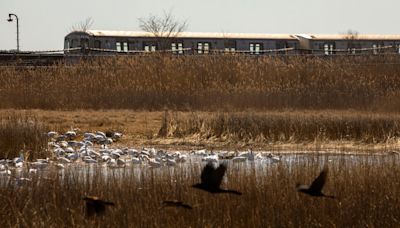 Is New York Ready for Bird Flu?