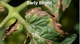 Abrupt weather changes can lead to plant diseases. Here’s how to help those tomatoes