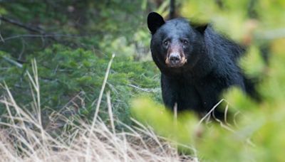 Black bear spotted in Scarborough neighborhood