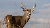 Kentucky Deer Tests Positive for State’s First-Known Case of Chronic Wasting Disease