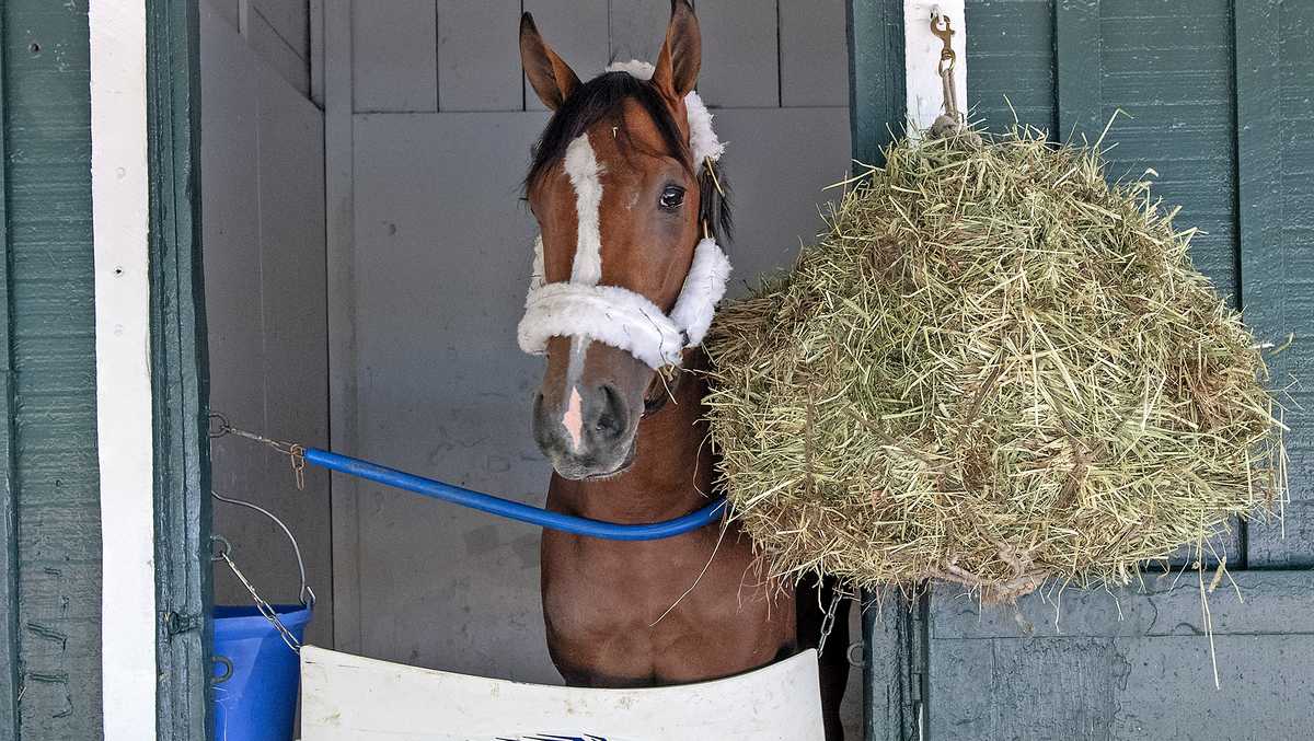 Mystik Dan arrives in Baltimore. These horses will challenge him in the Preakness