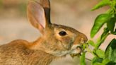 COMMENT: Salesman and rabbits in the garden persist