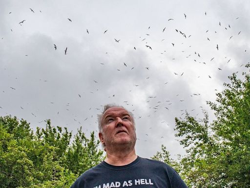 The town swarmed by seagulls say it's like Alfred Hitchcock's film