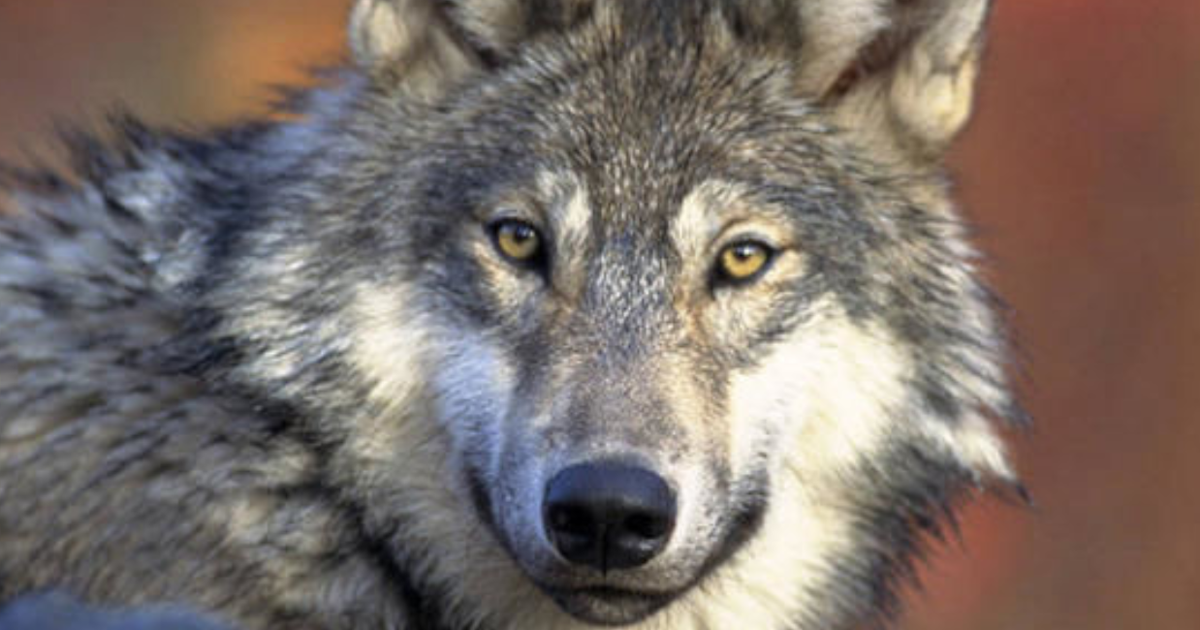 CPW OKs night aids for ranchers needing to control wolves