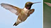 Hummingbirds arrive in Oklahoma