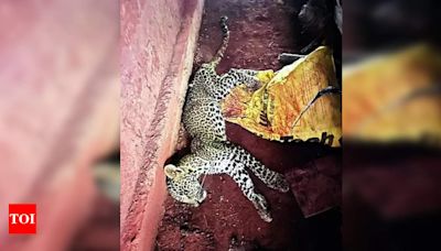 Four-month-old Leopard Cub Found Dead Due to Starvation in Ratnagiri District | Navi Mumbai News - Times of India