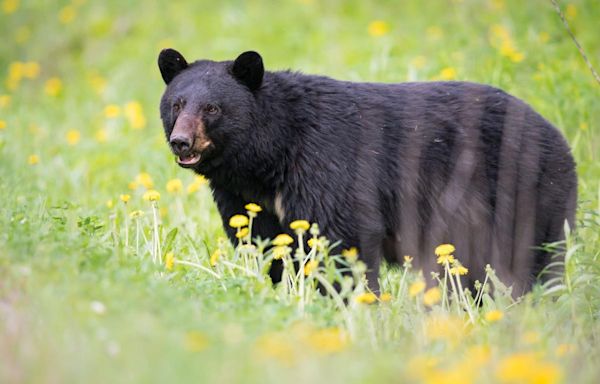 NJ school district takes drastic action in response to black bear