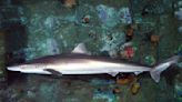 Detectan tiburones intoxicados con cocaína "por primera vez en el mundo" - El Diario - Bolivia
