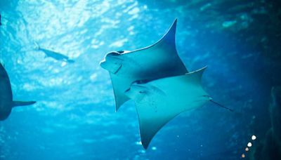 Charlotte the stingray no longer pregnant, North Carolina aquarium will temporarily close