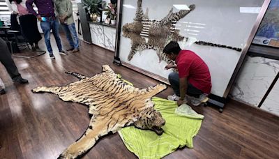 Six arrested as Pune Customs bust major tiger skin smuggling ring in Jalgaon