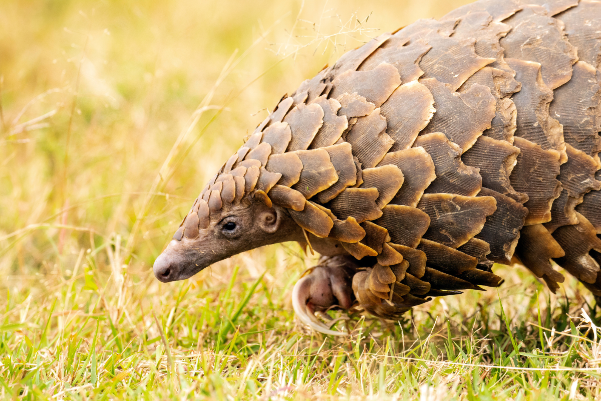 Prague Zoo Celebrates the Birth of a 'Critically Endangered' Chinese Pangolin