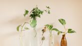 7 of the Easiest Houseplants to Propagate — They'll Thrive Even if You're Not a Green-Thumbed Gardener