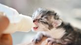 Animal Rescuers Rate 'Guests in Their Kitten Nursery' and It's Too Cute to Handle