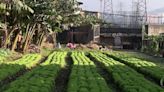 Nova lei pretende estimular a produção de alimentos nas cidades - Imirante.com