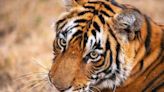 Sunderbans tiger count poised for rise in conducive habitat, no threat of saturation: Official