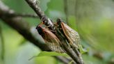 Cicada Emergence Could Affect People on the Autism Spectrum