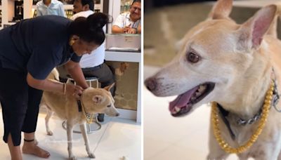 It's a dog's life: Mumbai woman buys gold chain worth ₹2.5 lakh for pet pooch. Viral video