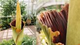 Get ready for the stink! Rare corpse flower currently in bloom at Meijer Gardens