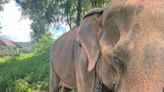 How a part-time Topekan took a Laotian elephant on her journey to freedom