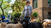 Survey Finds the Best Cities for Dog Lovers